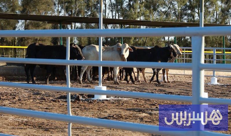 بوانو ينتقد استيراد الماشية من الخارج