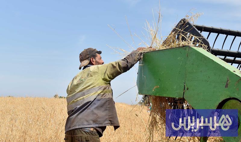 انتشار القوارض يؤرق فلاحين بشيشاوة