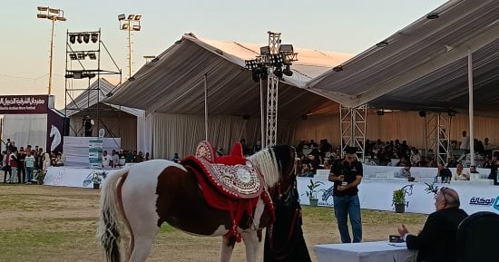 انطلاق مسابقات تراث أدب الخيل بمهرجان الشرقية بمشاركة 61 حصانًا.. فيديو