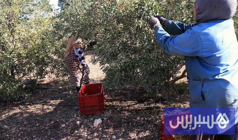 أزمة اليد العاملة تخيم على جني الزيتون